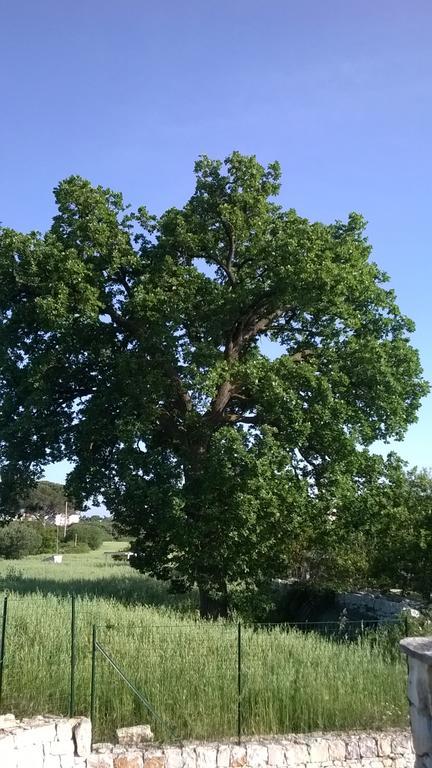 Apartmán Dimora Del Sole Putignano Exteriér fotografie